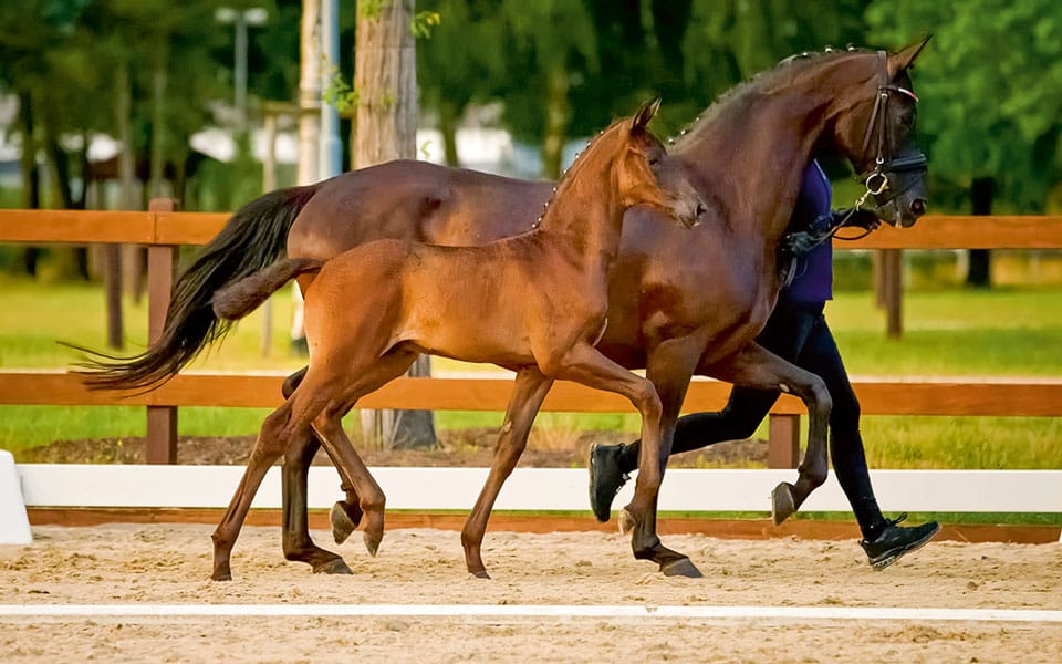 550-Iowa-Gold-Sandro-Hit_Charity-copy