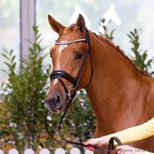 1. Stallion by Airplane - Pep - Faschingsprinz Z.: ZG Schlattmann/Heegemann, Neuenkirchen