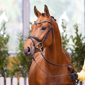 124. Stallion by United Power - Lordanos - Cornet Obolensky Z.: Karl-Henning Rollwage, Bockenem