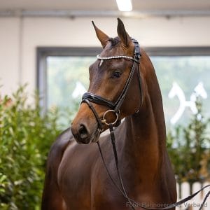 17. Stallion by Conthargos - Ogano - Lordanos Z.: Dietmar Meyer, Harsefeld, Stutenstam/Dam line: Nogalte