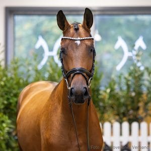 20. Stallion by Continental Blue - Balou du Rouet - Stakkato Z.: Heinrich Bremer, Neustadt, Stutenstam/Dam line: Nokadere