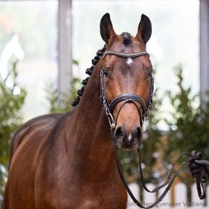 21. Stallion by Coros - Lasino - Caretino Z.: Vivian Schmidt, Zülpich