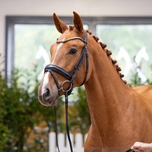 24. Stallion by Dia Corrado - Contendro I - Chasseur I Z.: Andrea Bargsten, Buchholz, Stutenstam/Dam line: Khely