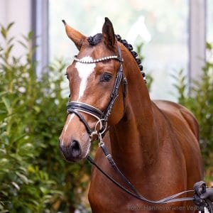 28. Stallion by Esmeraldo - Chatender - Levistano Z.: Familie Reinbeck, Wolfsburg
