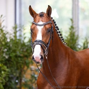 29. Stallion by Esmeraldo - Champion For Pleasure - Carbid Z.: Manuela Buhr-Schmidt, Eldingen, Stutenstam/Dam line: Jablunka