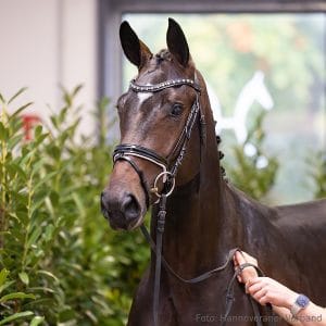 33. Stallion by Stolzenberg - Comte - Escudo II Z.: Peter Mahler, Neuhaus, Stutenstam/Dam line: Lamm