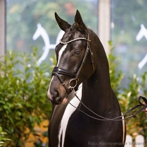 34. Stallion by Ulyss Morinda - Stolzenberg - Contendro I Z.: Torben Wegener, Wunstorf, Stutenstam/Dam line: Galupka
