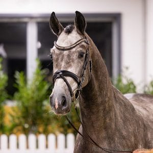 35. Stallion by Valensky - Qualito I - Diacontinus Z.: Nico Tomfohrde, Lamstedt, Stutenstam/Dam line: Goldflamme I