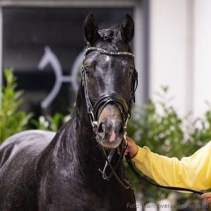 37. Stallion by Valensky - Stolzenberg - Contendro I Z.: Peter Wisch, Otterndorf, Stutenstam/Dam line: Oböe