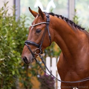 39. Stallion by Vatson Sitte - For Pleasure - Canturo Z.: Anneli Brunckhorst, Hollenstedt, Stutenstam/Dam line: Schliesserin