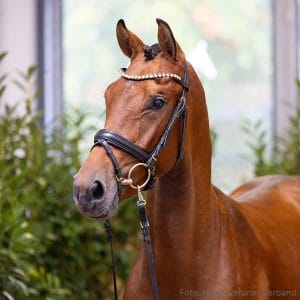 40. Stallion by Vigado - Karajan - Sandokan LGST Z.: Werner Rückgauer, Krautheim, Stutenstam/Dam line: Sabalenda