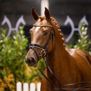 44. Stallion by Zirocco Blue - Cabrio van de Heffinck - Diabeau Z.: Lien Tabruyn, Nieuwerkerken