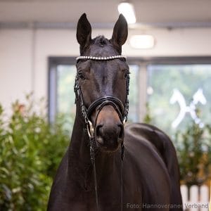 5. Stallion by Baloutaire PS - Van Helsing - Carismo Z.: Bernhard und Helmut Jasken, Haren, Stutenstam/Dam line: Jolante