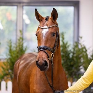 6. Stallion by Cascamiro - Fly High - Picard Z.: Helmut Tönsing, Melle, Stutenstam/Dam line: Lamina