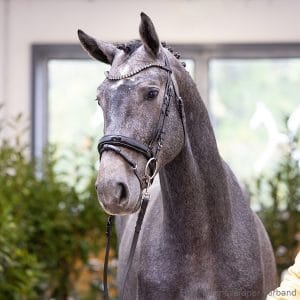 71. Stallion by Orlando - Canstakko - Granulit Z.: Elke u. Claudia Tegtmeyer, Norderney, Stutenstam/Dam line: Neapenda
