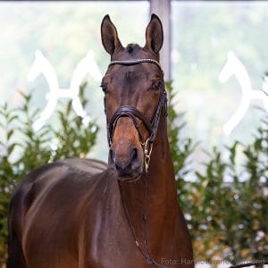 8. Stallion by Chacco-Blue - Nabab de Reve - Lord Z Z.: Caterina Schulz-Beelitz, Behrensdorf